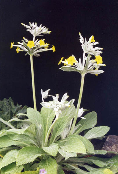 Evotrochis verticillata in bloom on the shaded cliffs of the mountainous regions of Saudi Arabia